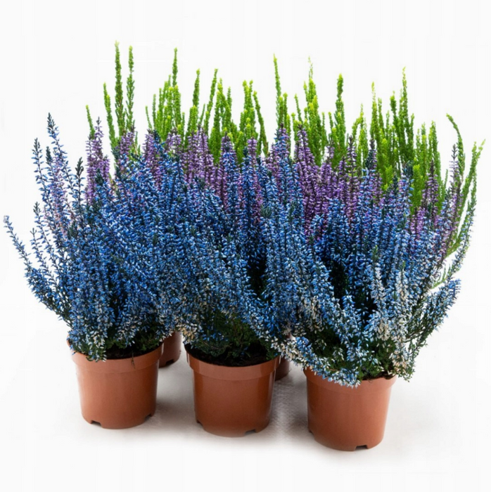 Broom heather MIX, summer heather, heather, Calluna vulgaris, 9 pieces 