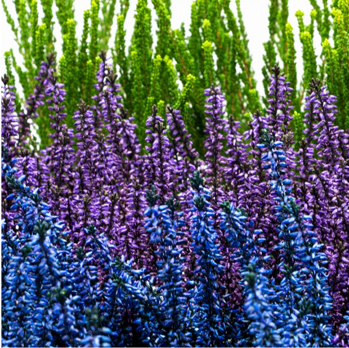 Broom heather MIX, summer heather, heather, Calluna vulgaris, 9 pieces 