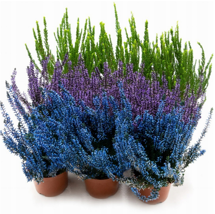 Broom heather MIX, summer heather, heather, Calluna vulgaris, 9 pieces 