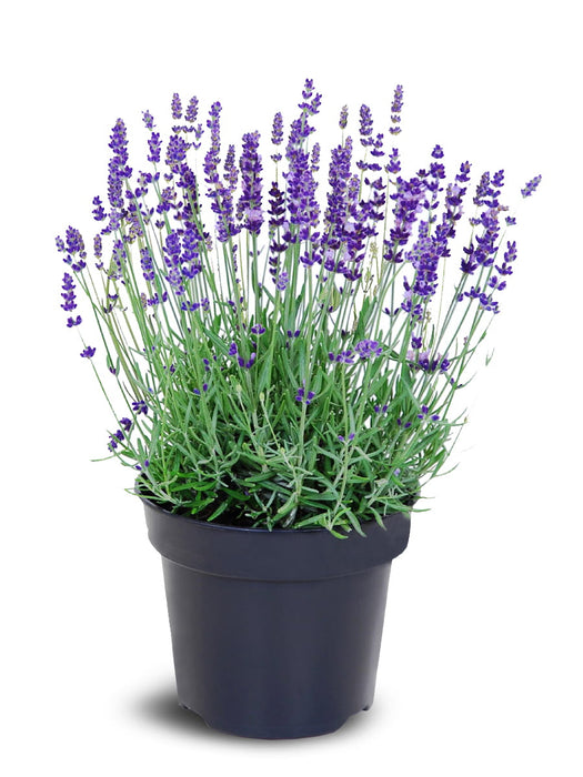 REAL LAVENDER Purple - Lavandula angustifolia Pack of 20 pieces