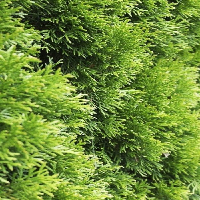 THUJA SMARAGD Lebensbaum Immergrün, Heckenpflanze, 50 CM
