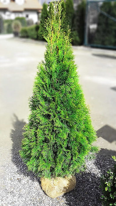 Thuja SMARAGD, Lebensbaum Heckenpflanze, 100-110 cm - 40 Stk.
