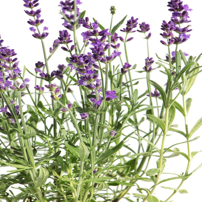 REAL LAWENDER Purple- Lavandula angustifolia Pack of 30 pieces