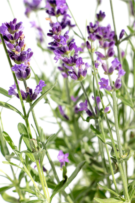 REAL LAWENDER Purple- Lavandula angustifolia Pack of 30 pieces