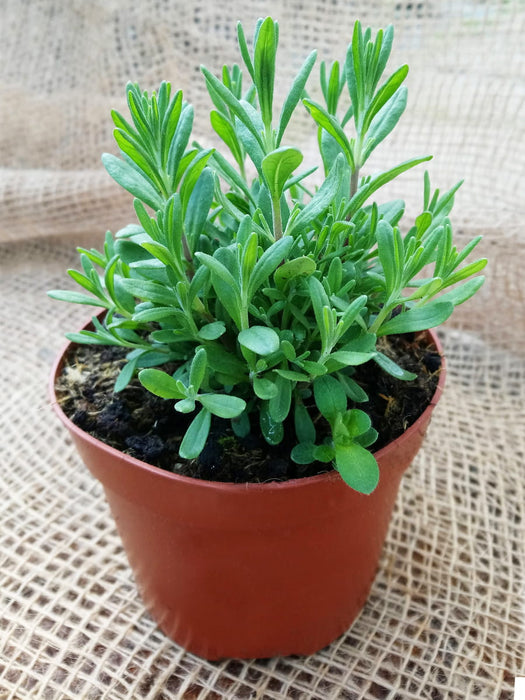 TRUE LAVENDER Purple- Lavandula angustifolia 20 cm