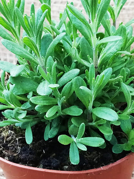 TRUE LAVENDER Purple- Lavandula angustifolia 20 cm