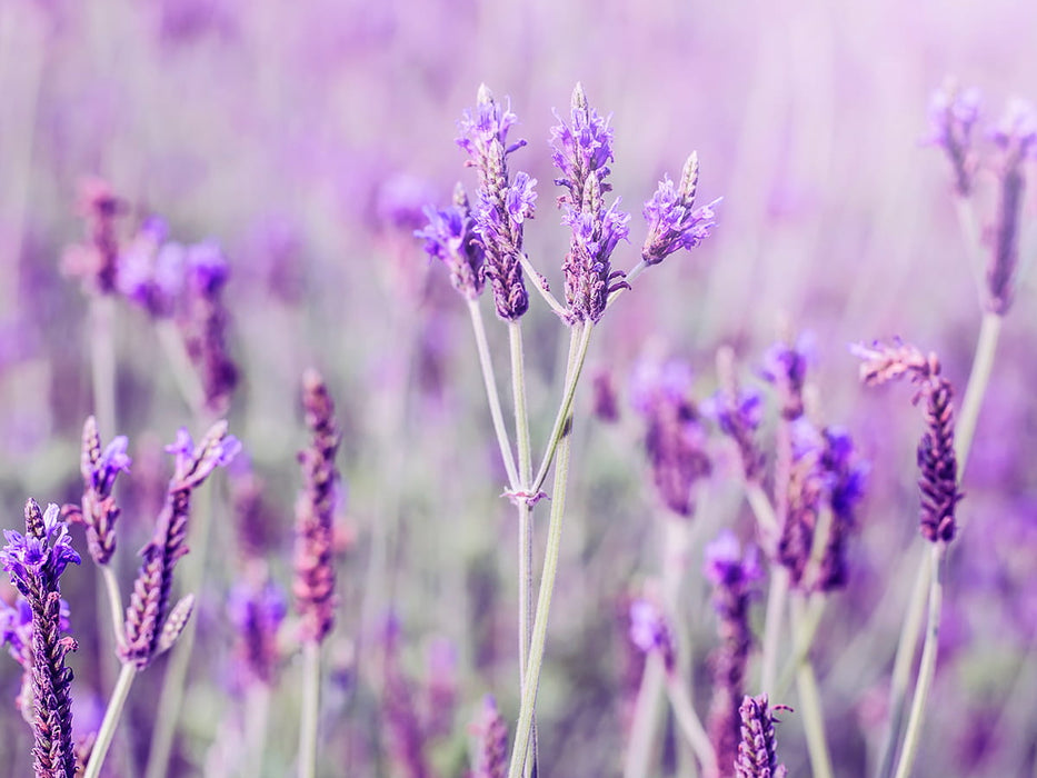 REAL LAWENDER Purple- Lavandula angustifolia Pack of 30 pieces