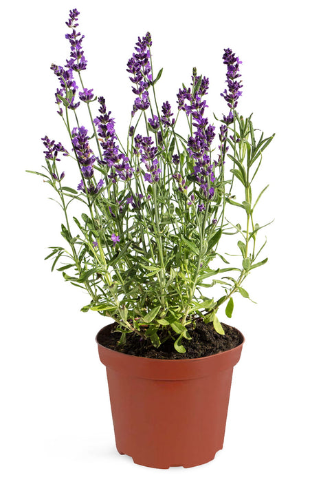 TRUE LAVENDER Purple- Lavandula angustifolia 20 cm