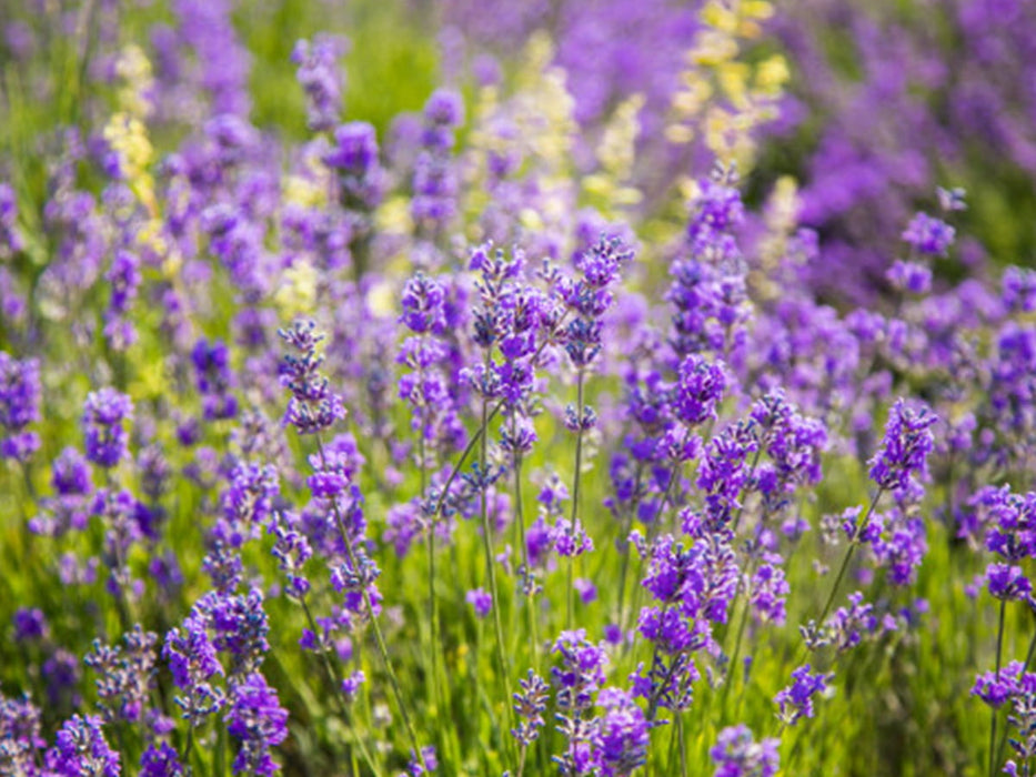 REAL LAWENDER Purple- Lavandula angustifolia Pack of 30 pieces