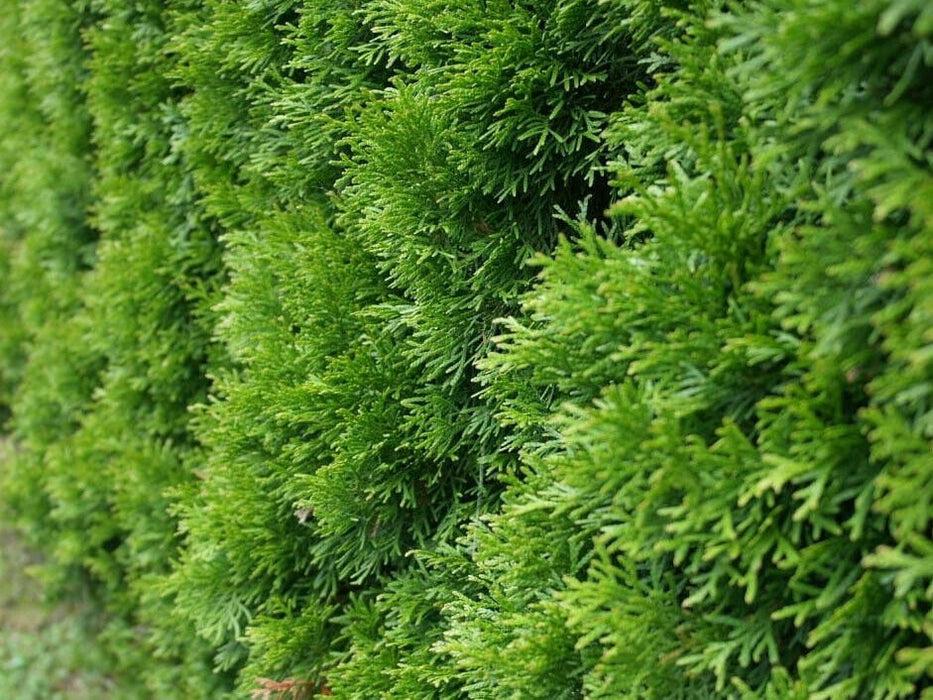 Thuja emerald life tree evergreen in the pot, seedlings 20-25 cm, 100 pieces