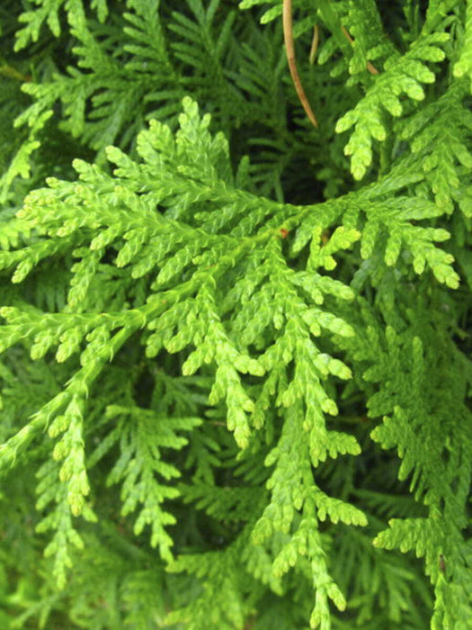 THUJA Smaragd Lebensbaum Immergrün im Topf, Setzlinge 20-25 cm, 100 Stück