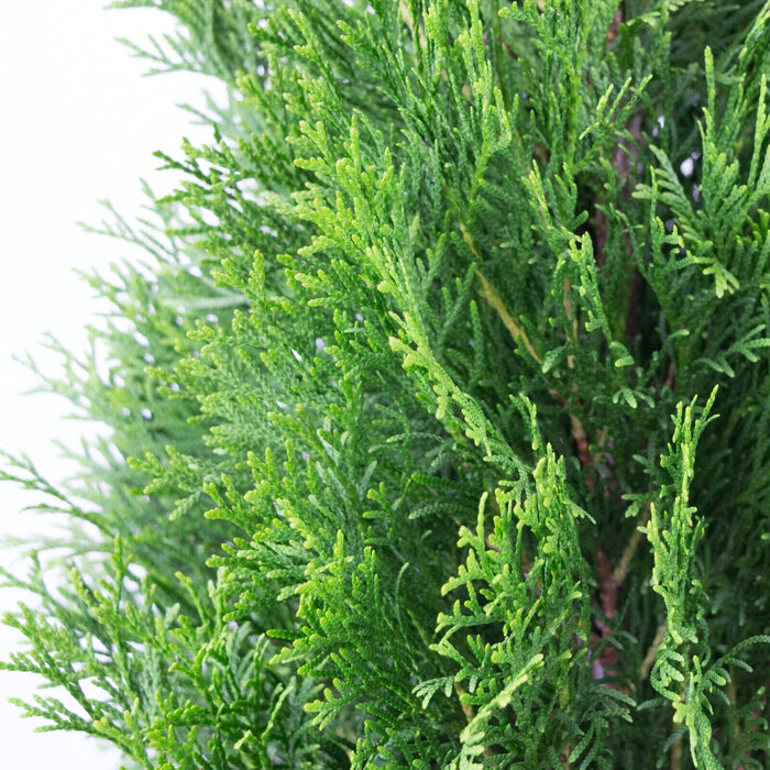 Thuja SMARAGD, Lebensbaum Heckenpflanze, 100-110 cm - 20 Stk.