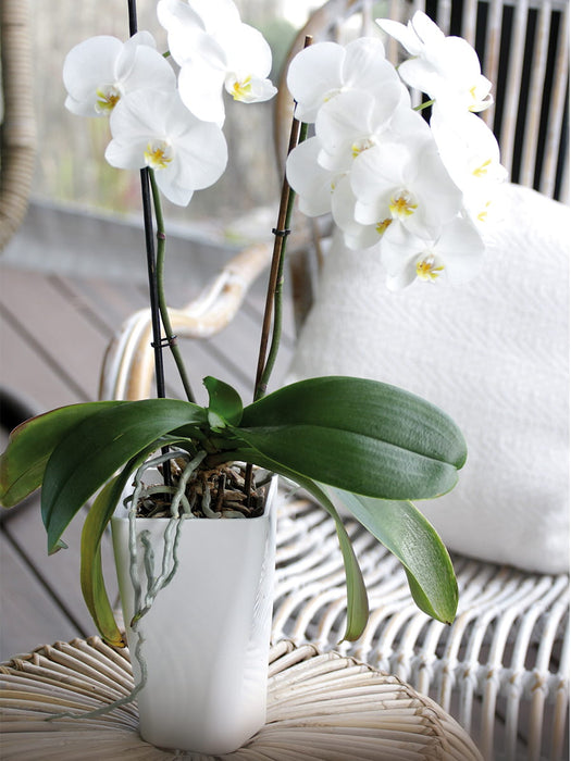 Orchideentopf, Blumentopf, 12 x 20 cm, GardenPot, Weiss