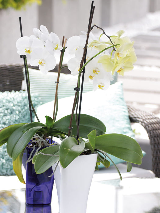 Orchideentopf, Blumentopf,  12 x 20 cm, GardenPot, Gelb-transparent